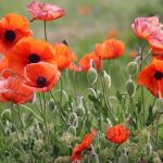 The Runners of The Great War took huge risks